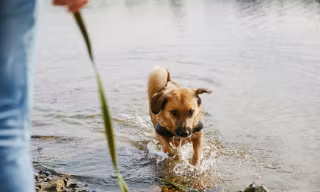 bonava-hund-wasser-muellrose-Wohnung-bweb_1600x960