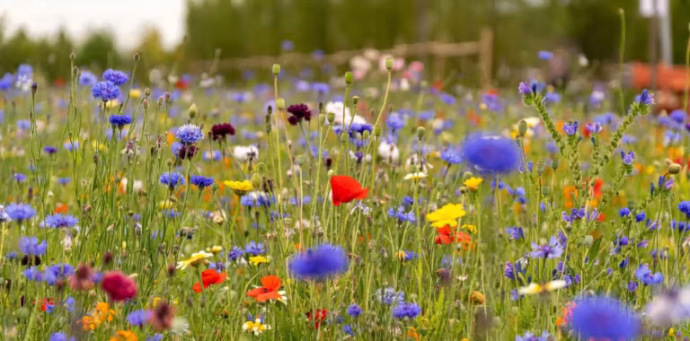 Beefriendly2
